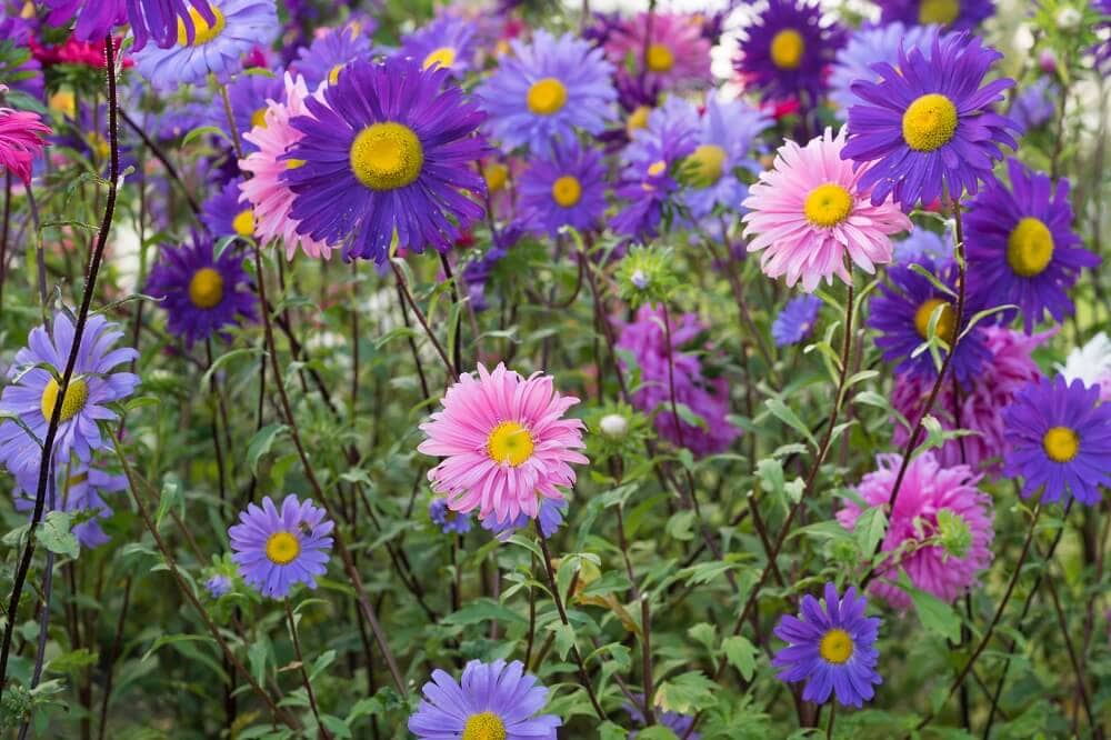 Popular Aster Flower Varieties and Hybrids