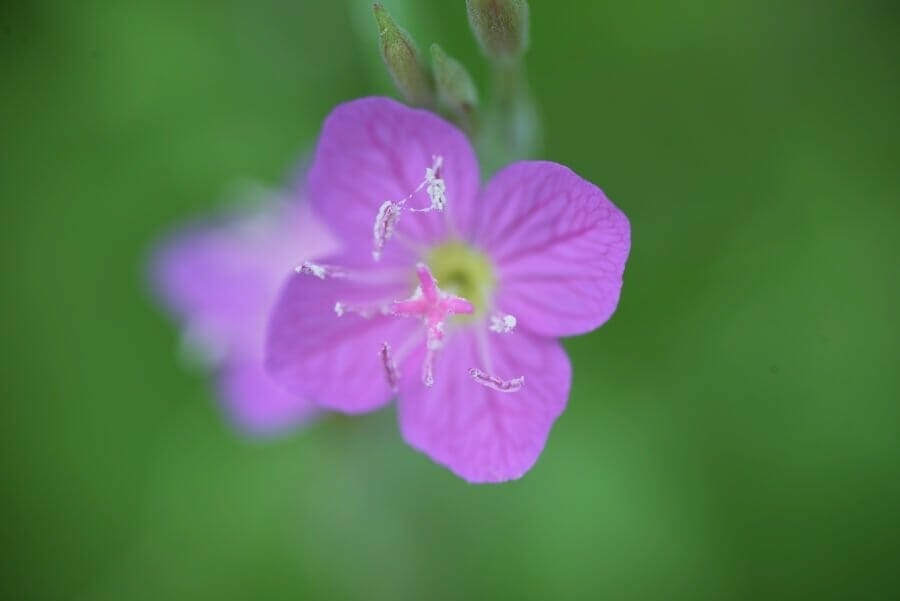 A close shot of a single primrose flower in bloom with soft pink to purple petals and lime green center