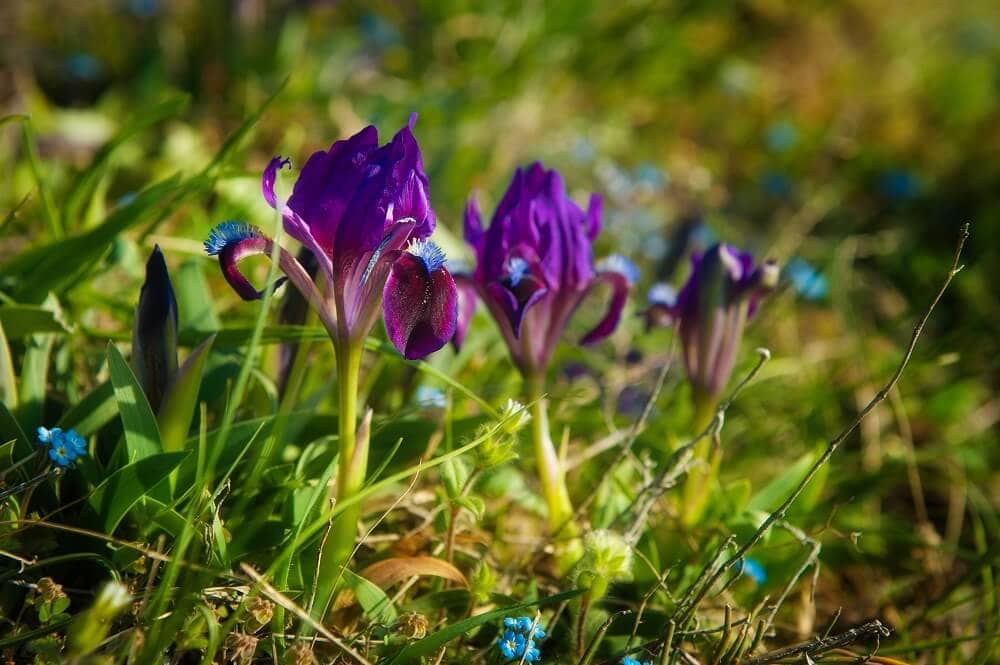 A group of Dwarf Iris (Iris reticulata) flowers growing low to the ground