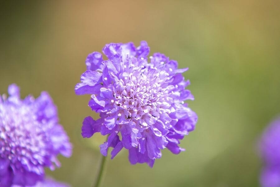 A close shot of an elegant Scabiosa flower in bloom with shades of purple around the outsides of the petals than increasing get lights towards the center