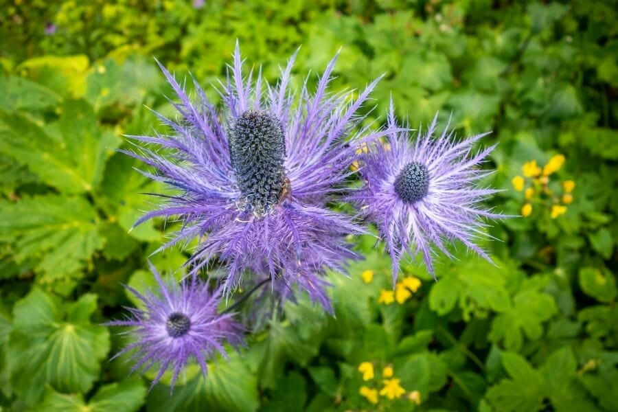 A small cluster of spikey looking sea holly plants with spiny leaves and elongated stems topped with powdery blue to purple flowers