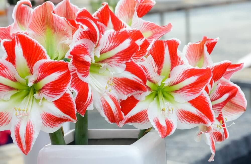Suitable Gifting Occasions for Amaryllis Flowers