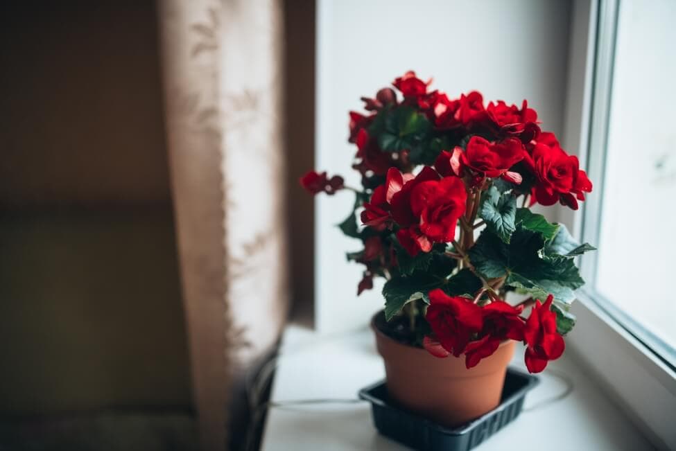 Suitable Gifting Occasions for Begonia Flowers