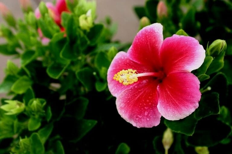 Ultimate Guide to Hibiscus Flower Meaning & Symbolism Petal Republic