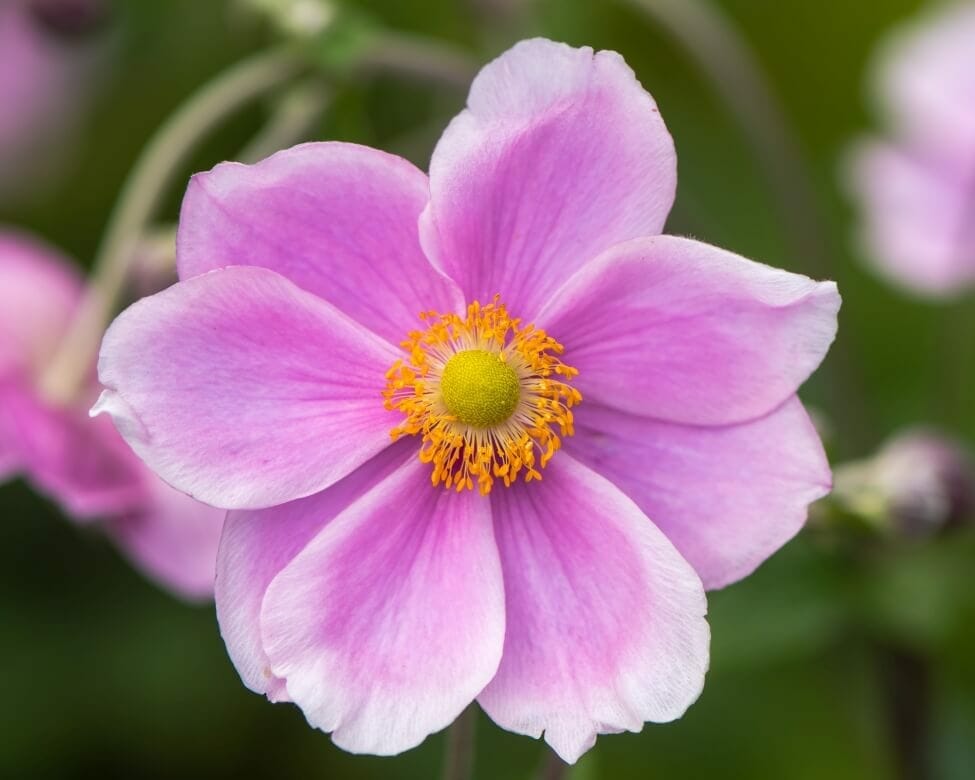 A bright pink single anemone flower