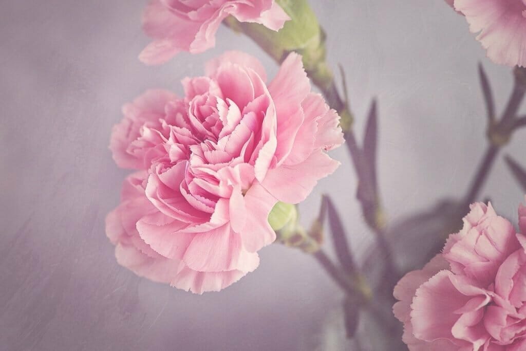 the-official-birth-flowers-for-january-petal-republic