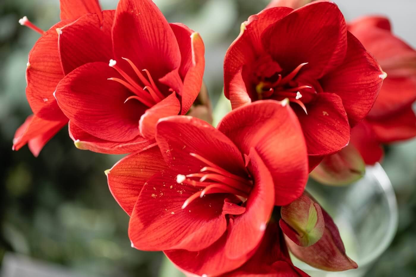 The Unique Symbolism Of Amaryllis In