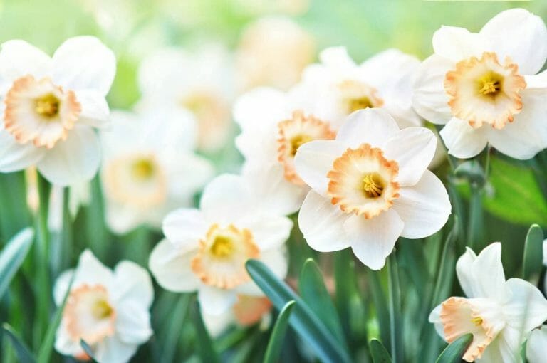 Ultimate Guide to Narcissus Flower Meaning and Symbolism