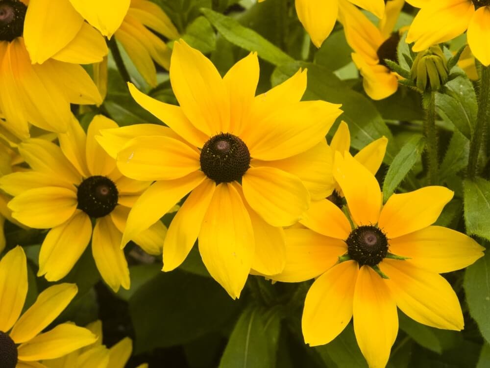 Uses and Benefits of Black-Eyed Susan Flowers
