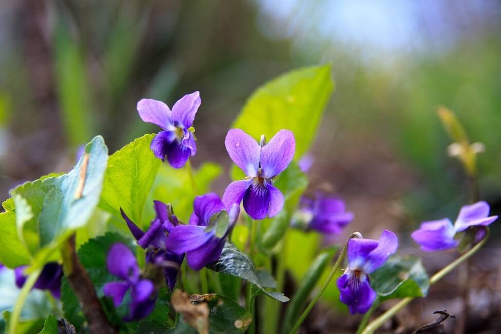 Violet Wildflowers Official Birth Flower for February