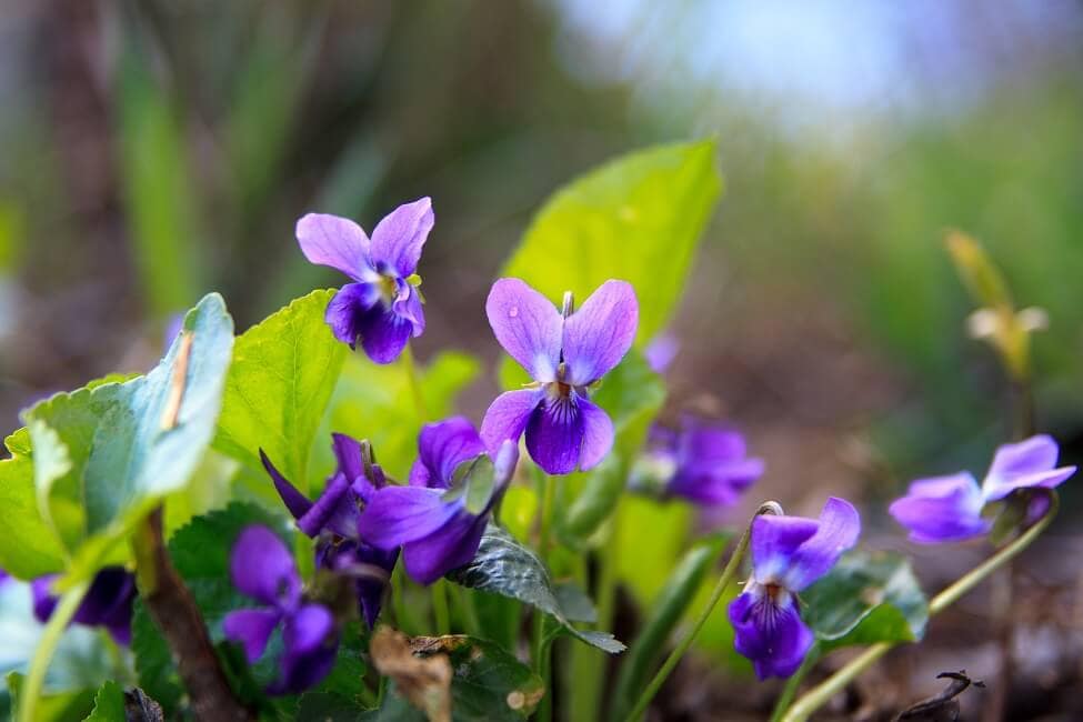 Violette wilde bloemen Officiële Geboortebloem voor februari