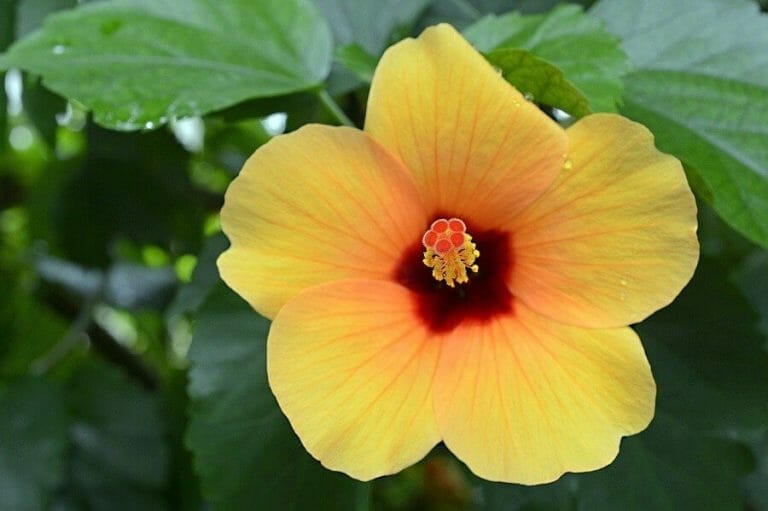 The Hibiscus Flower Meaning, Symbolism, and Folklore Petal Republic