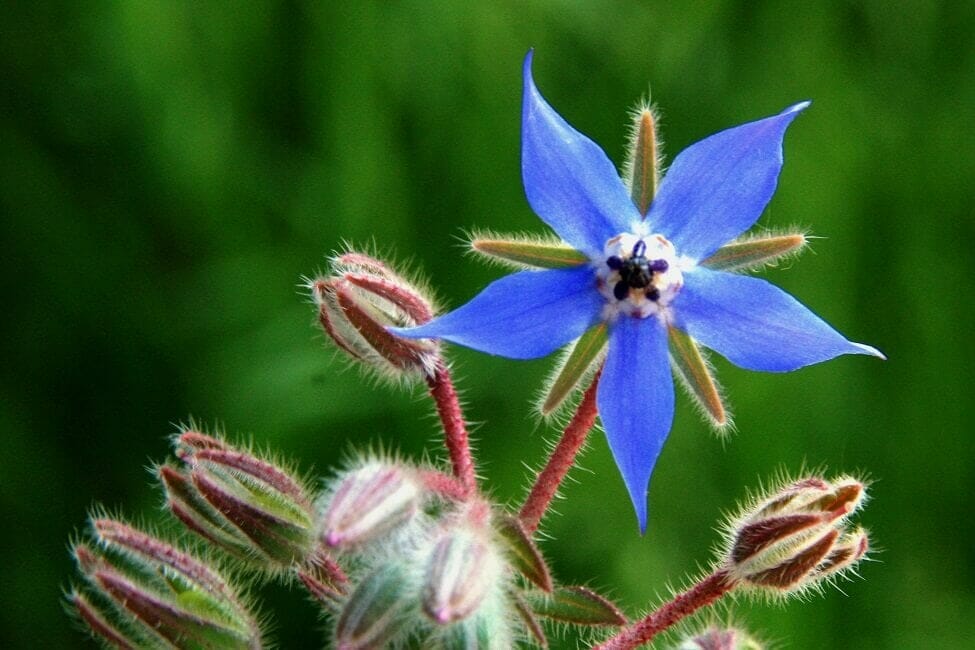 Borage Flowers Your Ultimate Guide To Their Meaning Symbolism Types Borage Flowers Your Ultimate Guide To Their Meaning Symbolism Types