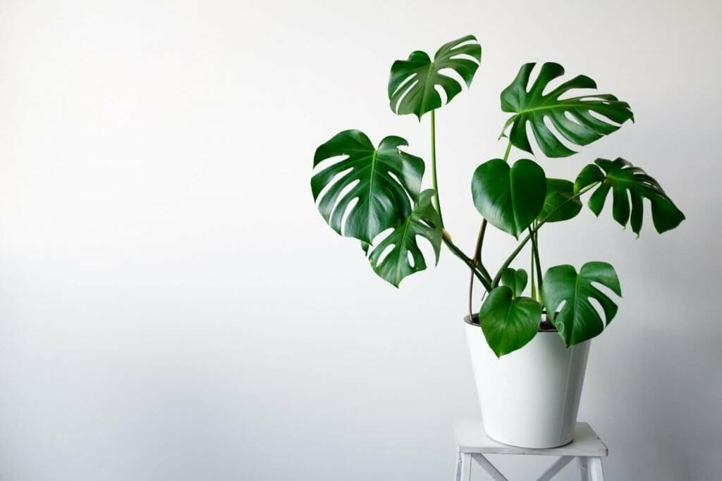 12 Best Monstera Varieties to Grow at Home Petal Republic