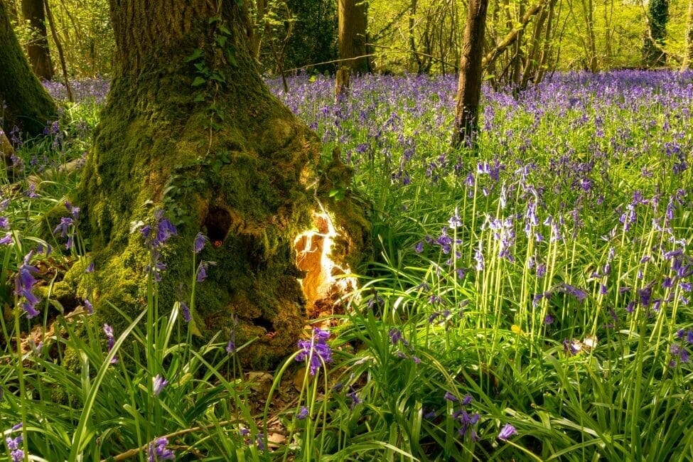 A woodland filled with bluebells with light shining from the base of a tree trunk