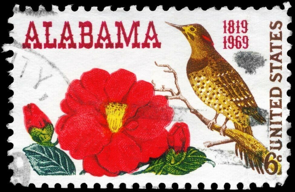 Camellia Flowers are the state flower of Alabama