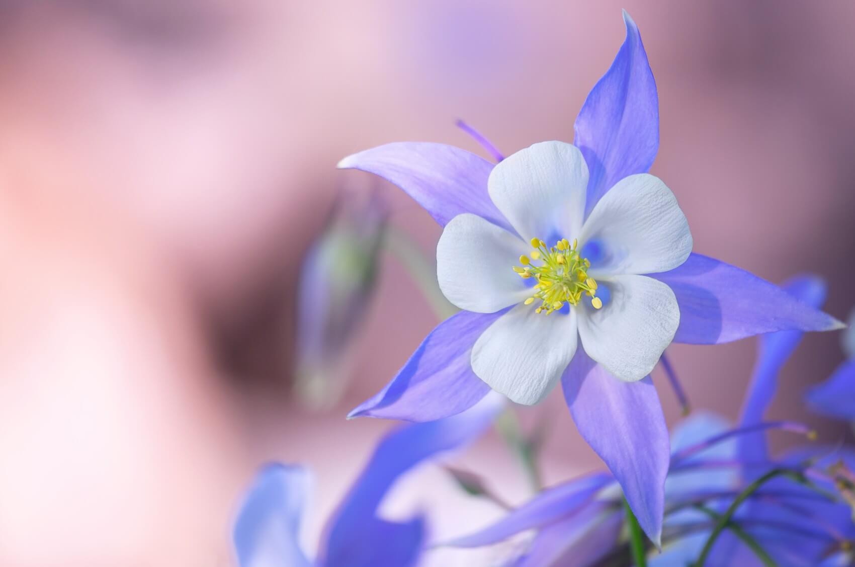 2. Small Columbine Flower Tattoo - wide 2