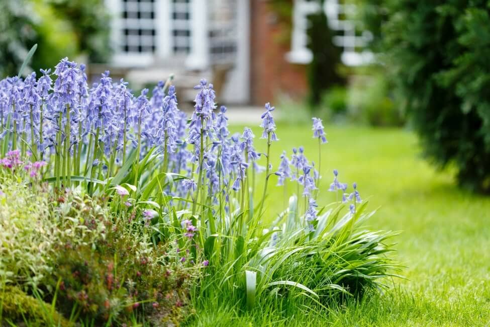 Common Bluebell Care