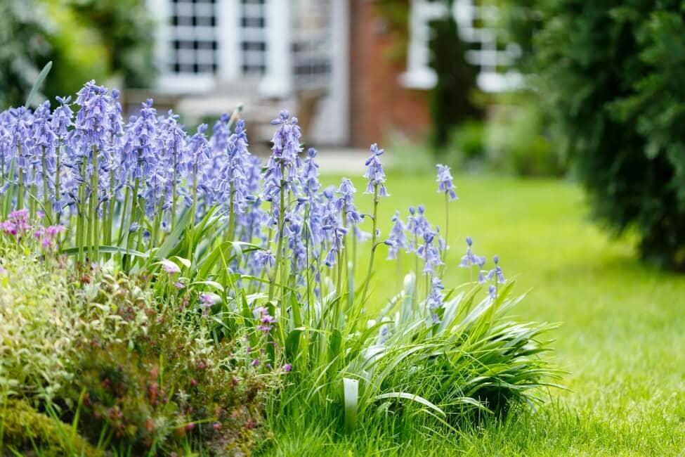 Bluebells what symbolize do Bluebell Flower