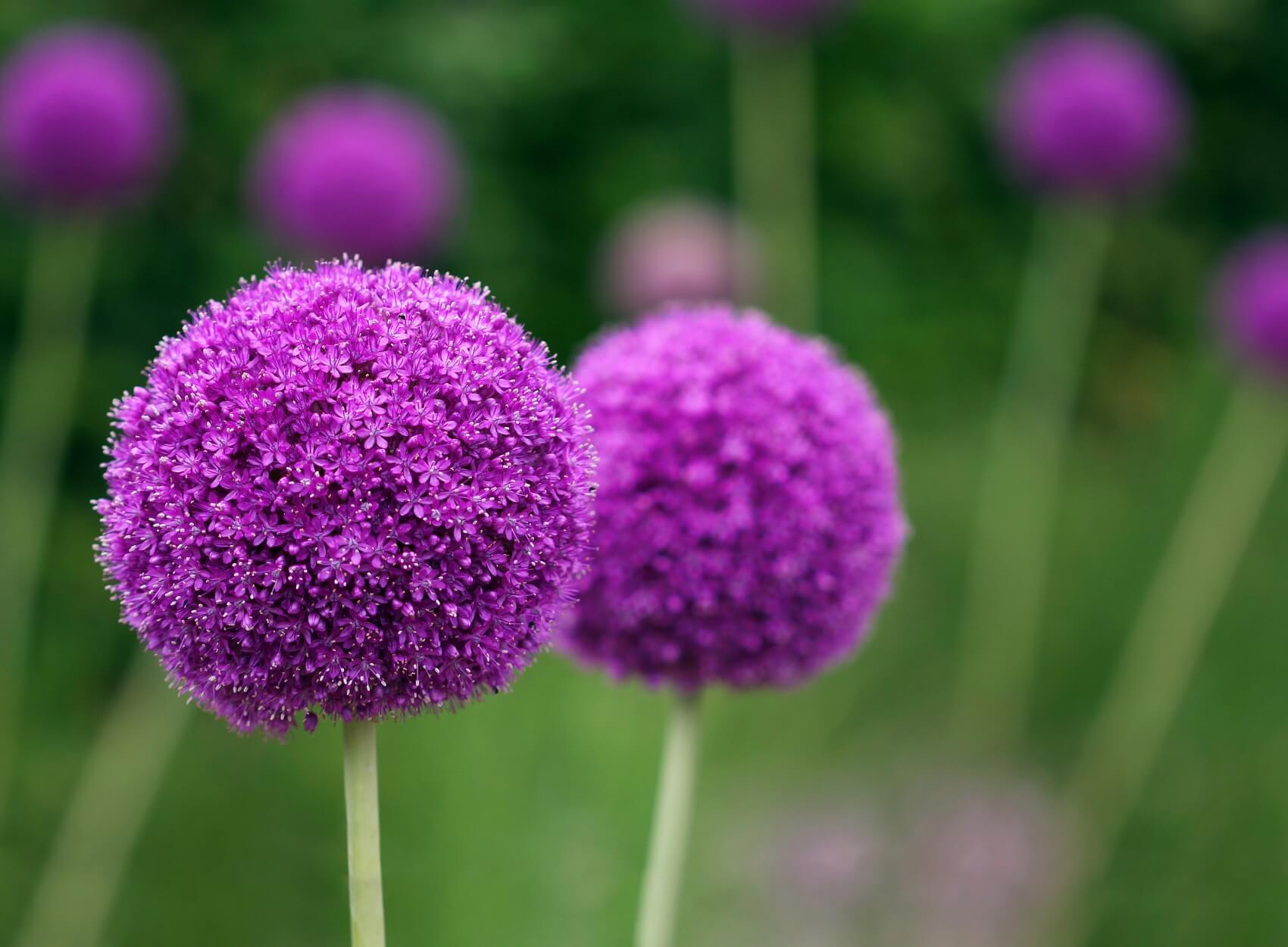 Everything You Need to Know About Allium Flowers