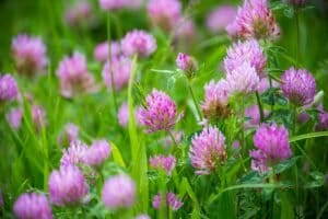 Everything You Need to Know About Clover Flowers (Trifolium)