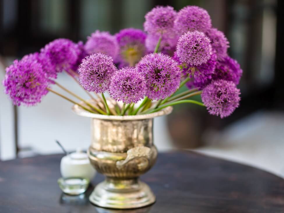 How to Care for Fresh-Cut Allium Flowers