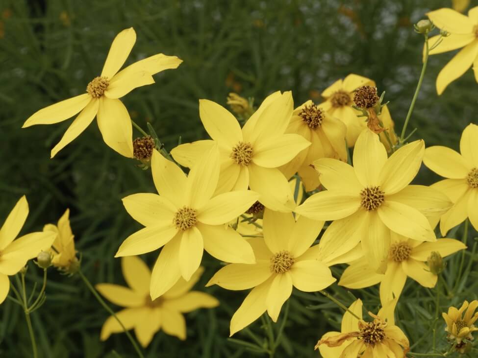 Popular C. verticillata varieties include