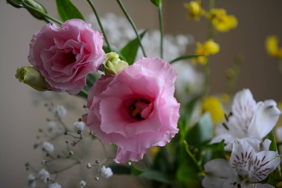 Suitable Gifting Occasions for Camellia Flowers