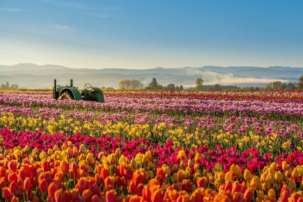 32 Best Florists for Flower Delivery in Portland, Oregon Petal Republic