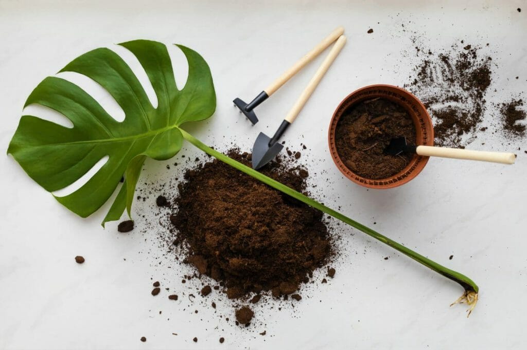 The Best Soil Mix for Monstera Plants (Essential Tips) Petal Republic