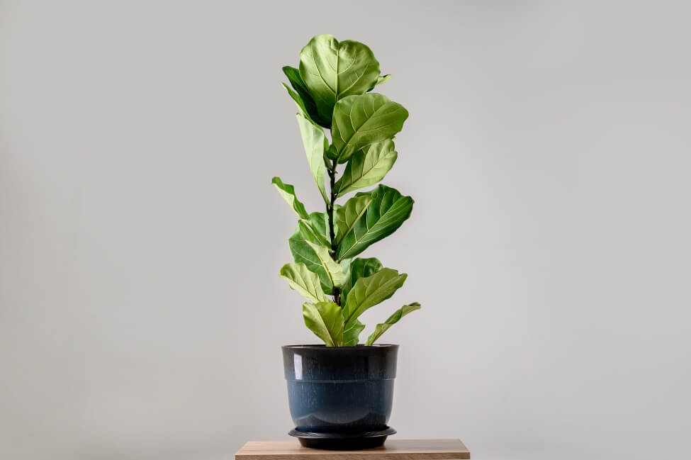 Things to Consider When Watering Fiddle Leaf Figs