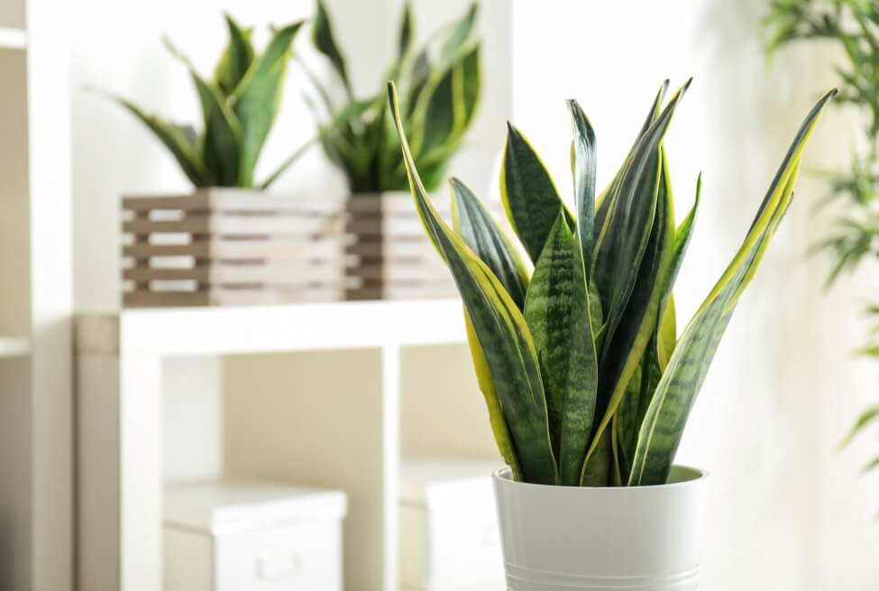 What Type of Water is Best for Snake Plants