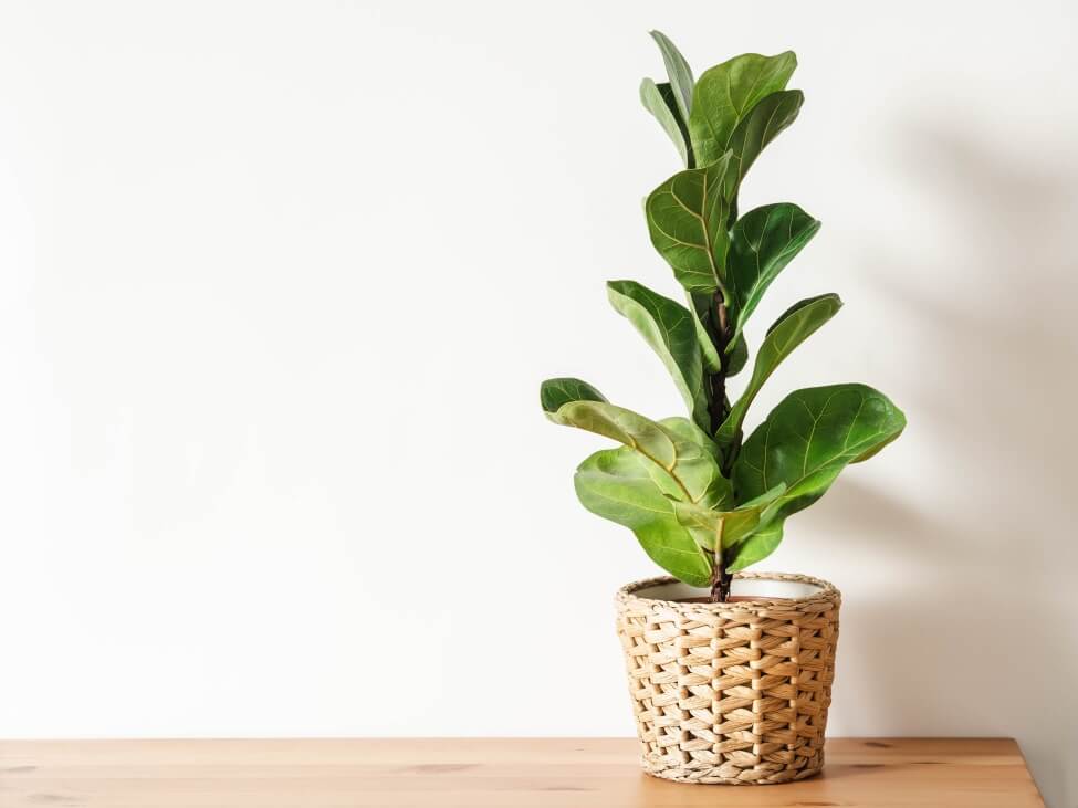 What to Do In Between Watering Cycles