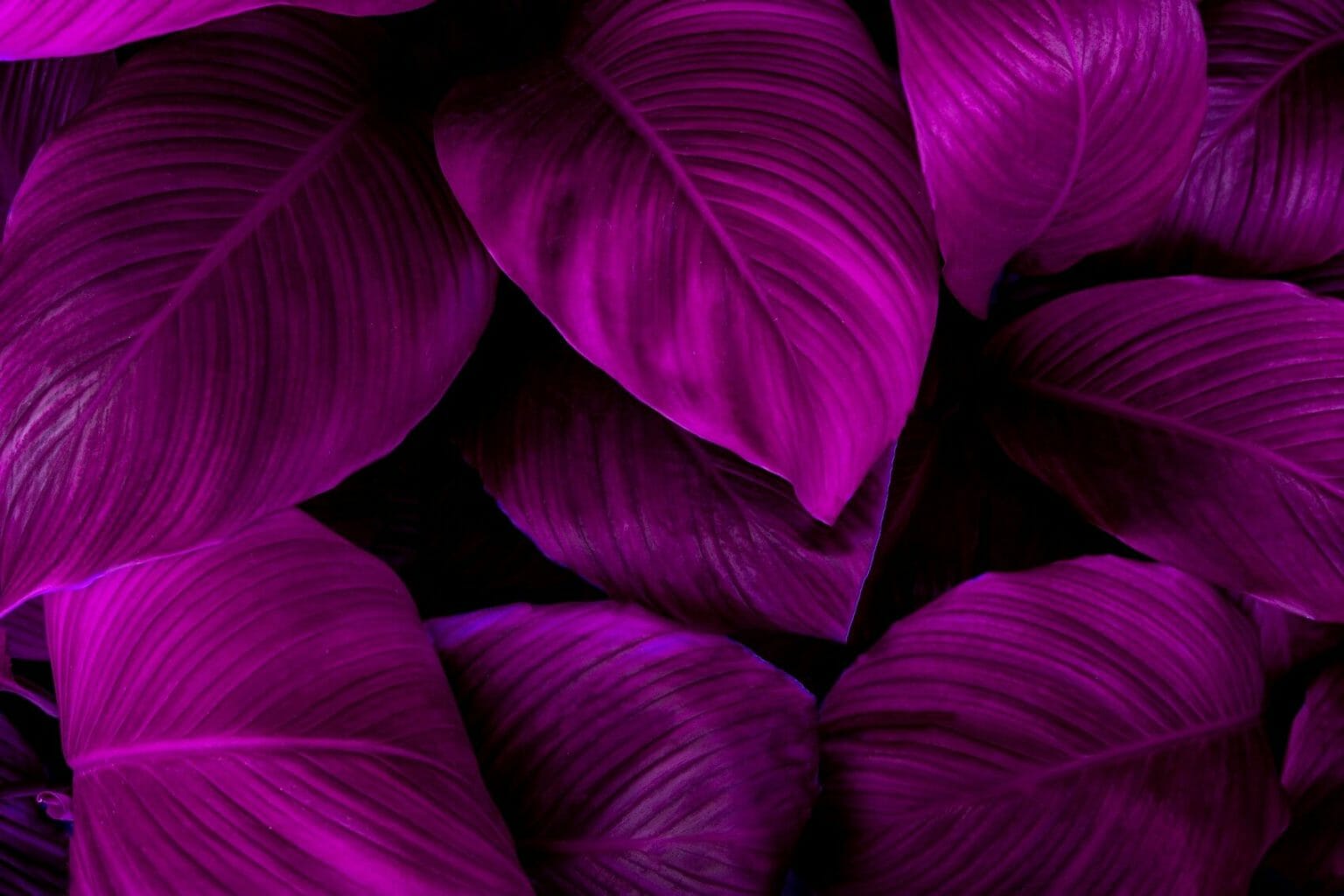 20 Popular Types of Purple Houseplants Petal Republic