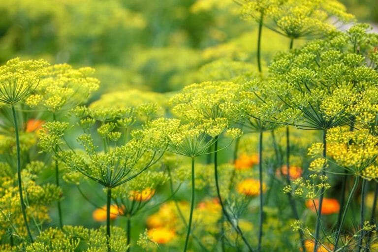 Dill in Bloom The LesserKnown Symbolism of This Familiar Herb Petal