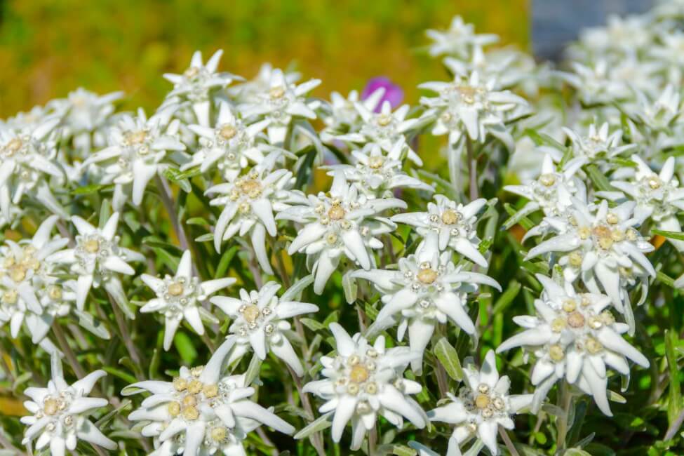 Edelweiss Flowers An In Depth Look At Their Meaning Symbolism And 