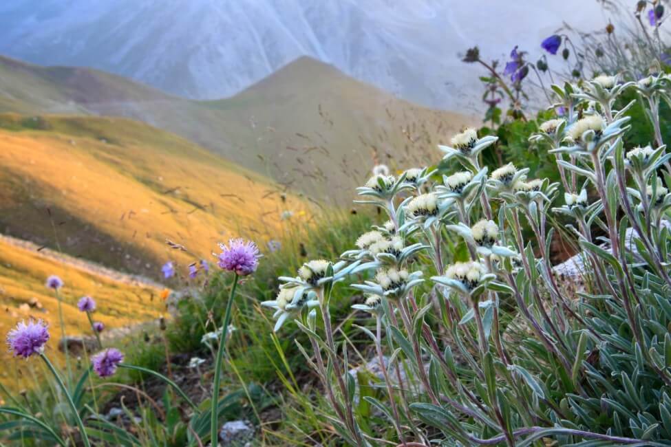 Edelweiss flowers growing on a the slopes of a mountain