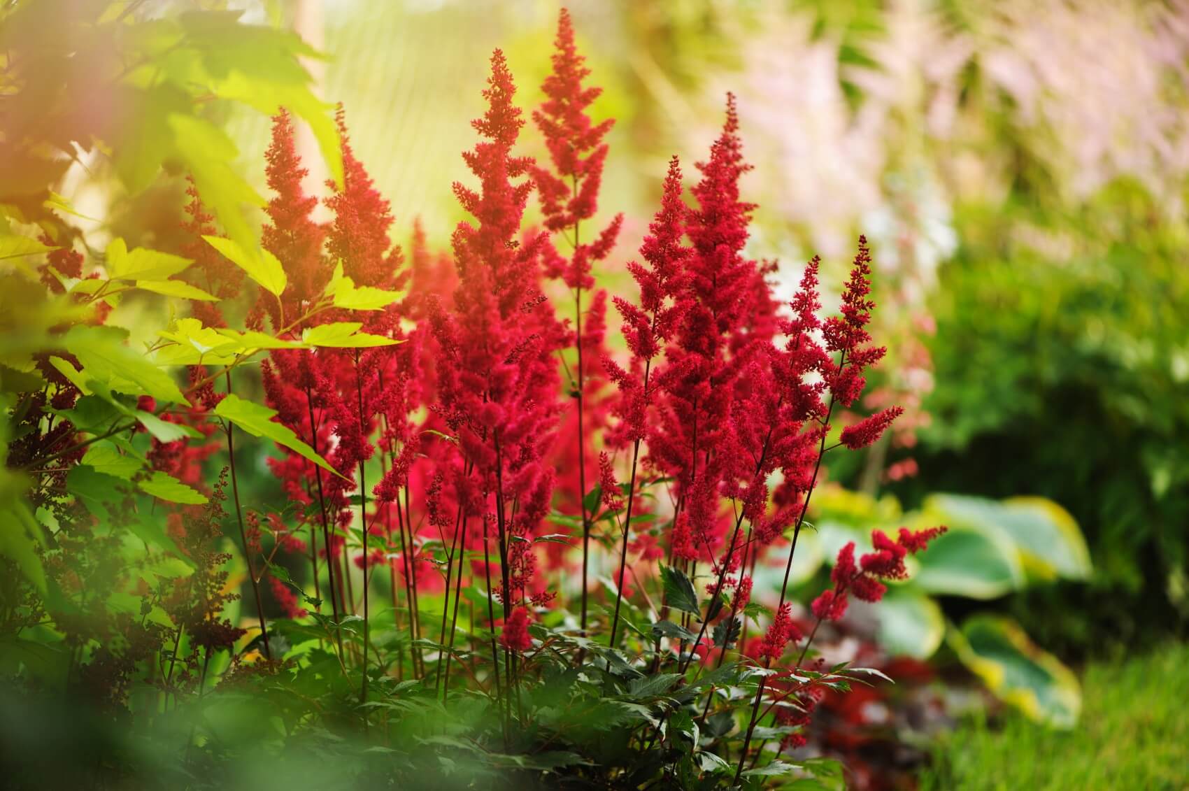Astilbe Flower Meaning, Types, and Growing Tips