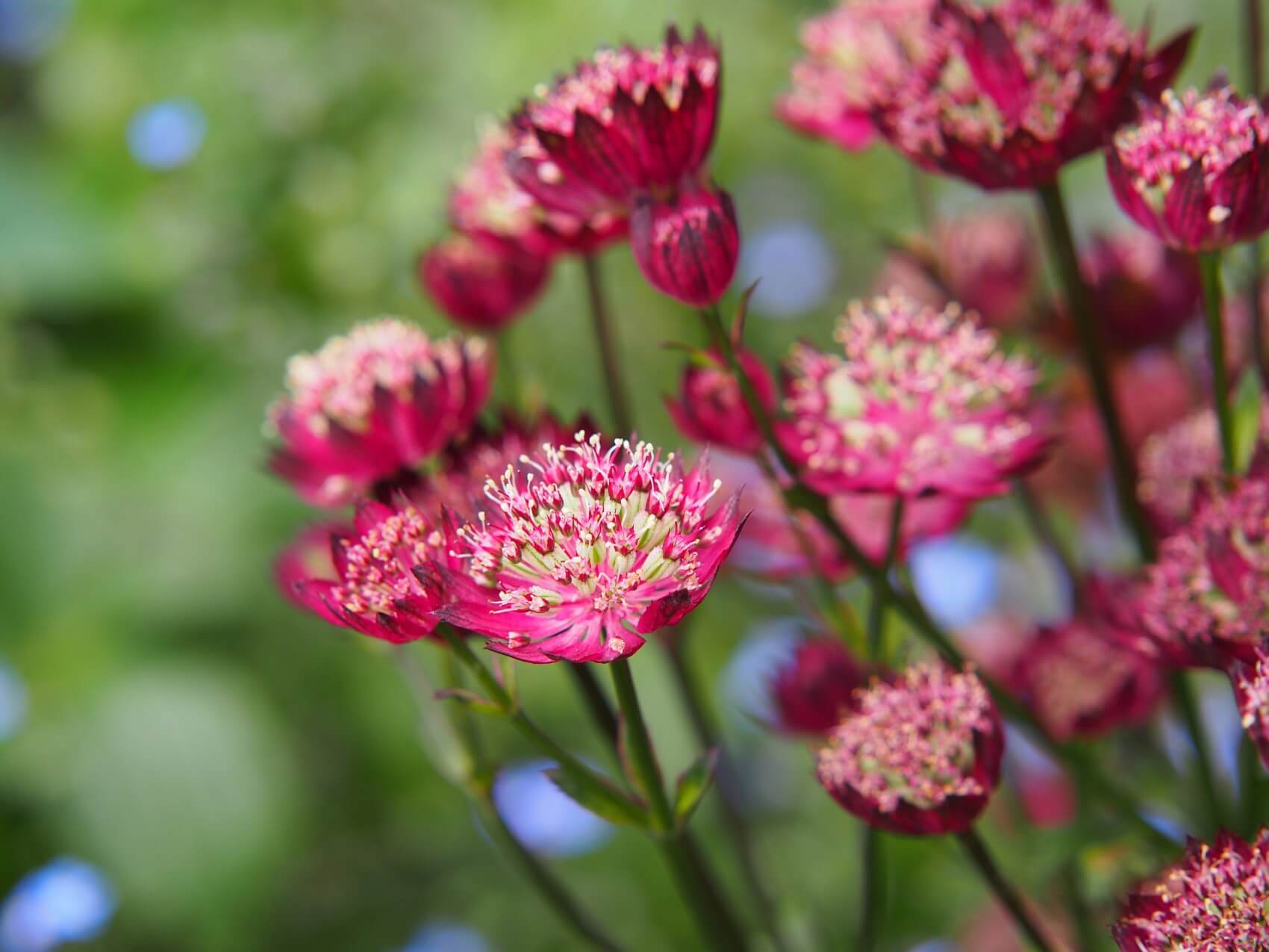 Astrantia Flower Meaning, Types, and Growing Tips