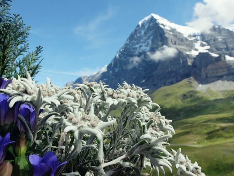 Edelweiss Flower Meaning, Symbolism, and Uses