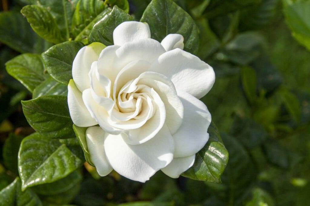 Gardenia Flower Meaning, Symbolism, and Uses