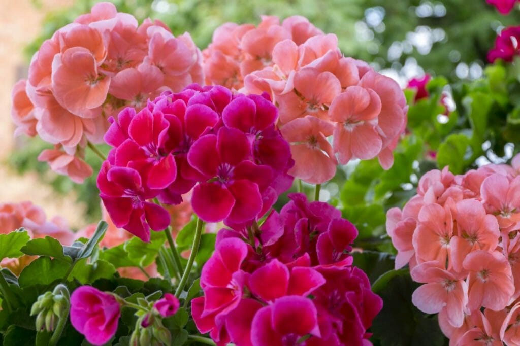 Geranium Flower Meaning, Symbolism, Popular Types, and Uses