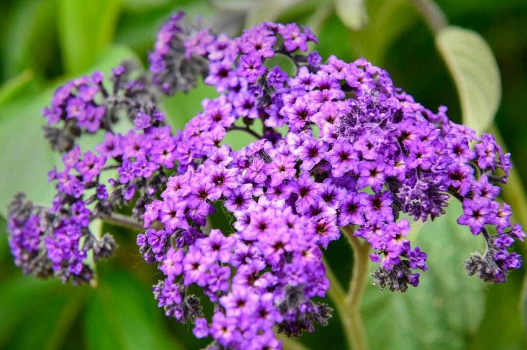 Heliotrope Flower Meaning, Symbolism, and Uses