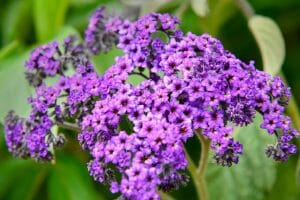 Heliotrope Flower Meaning, Symbolism, and Uses