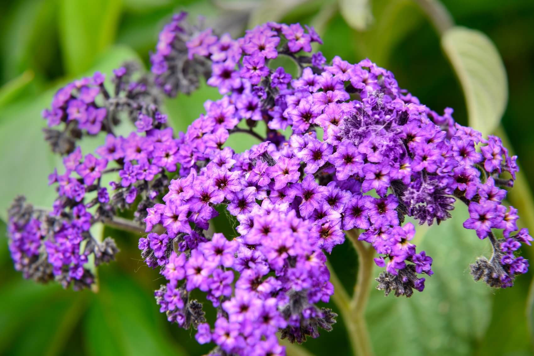 Heliotrope Flower Meaning, Symbolism, and Uses