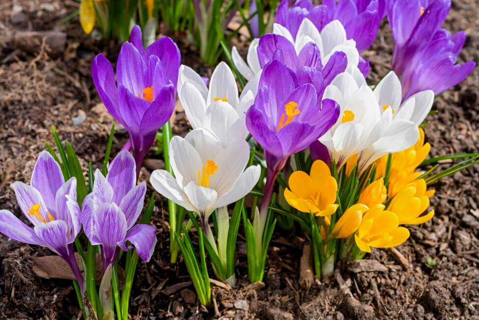 How to Grow and Care for Crocus Flowers at Home