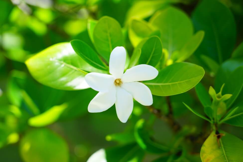 Gardenia Flower Meaning, Symbolism, and Uses Petal Republic
