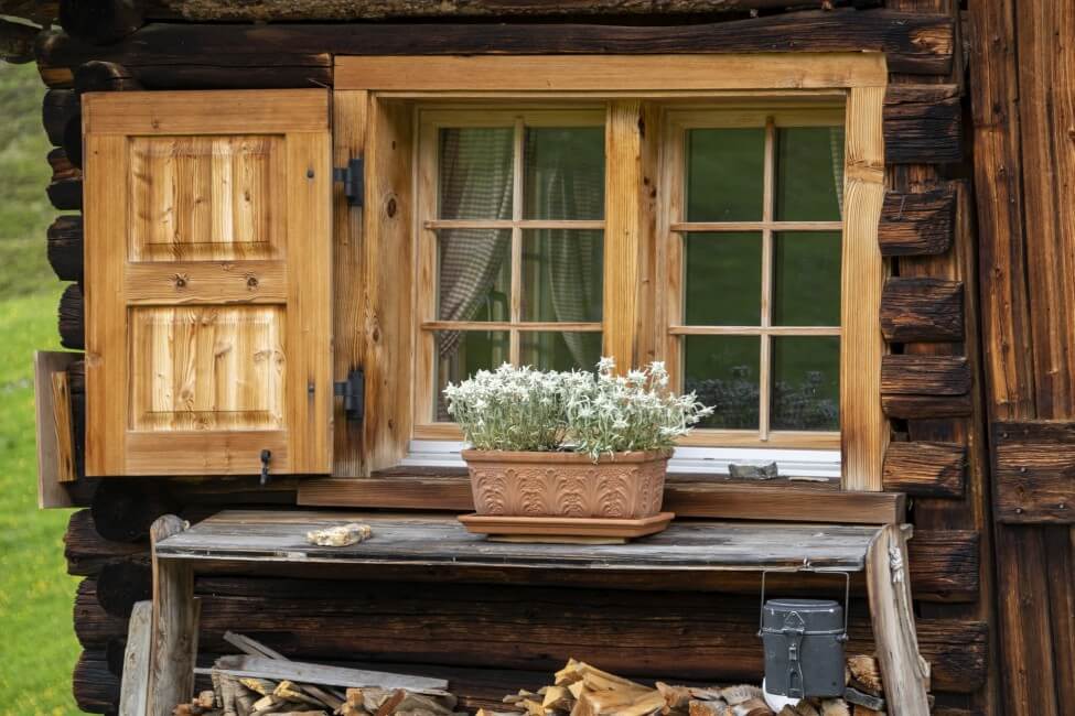A wooden chalet in the Alps with potted Edelweiss Flowers on the window sill outside