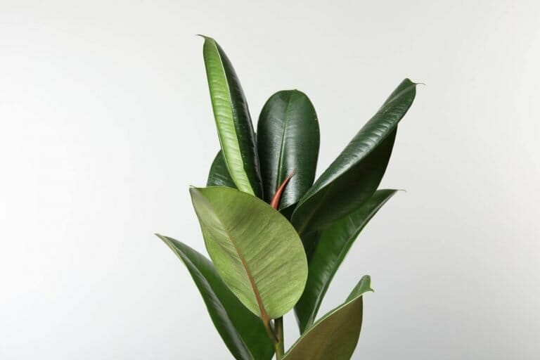 The Best Soil Mix for Rubber Tree Plants