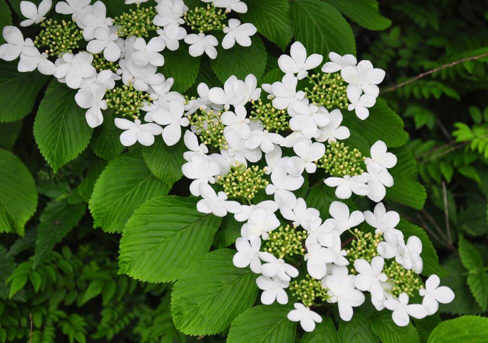 Viburnum plicatum